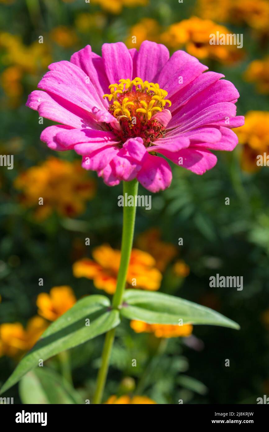 Rosa Blume elegante Zinnia. Gewöhnliche Zinnie. Zinnia elegans Stockfoto