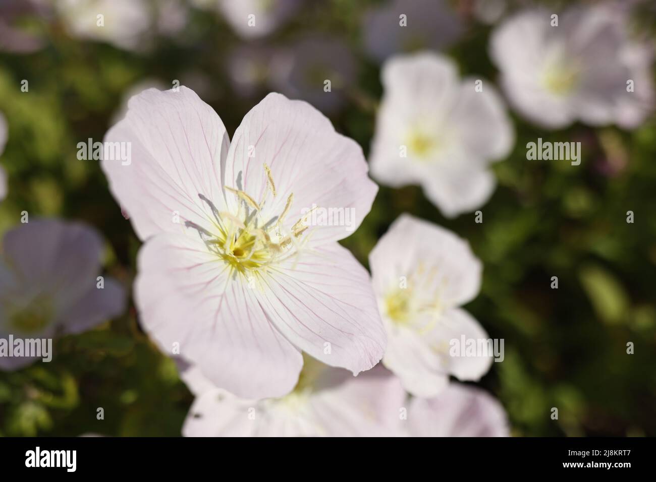 Blassrosa Blume von Oenothera stammlosen Nahaufnahme. Stockfoto