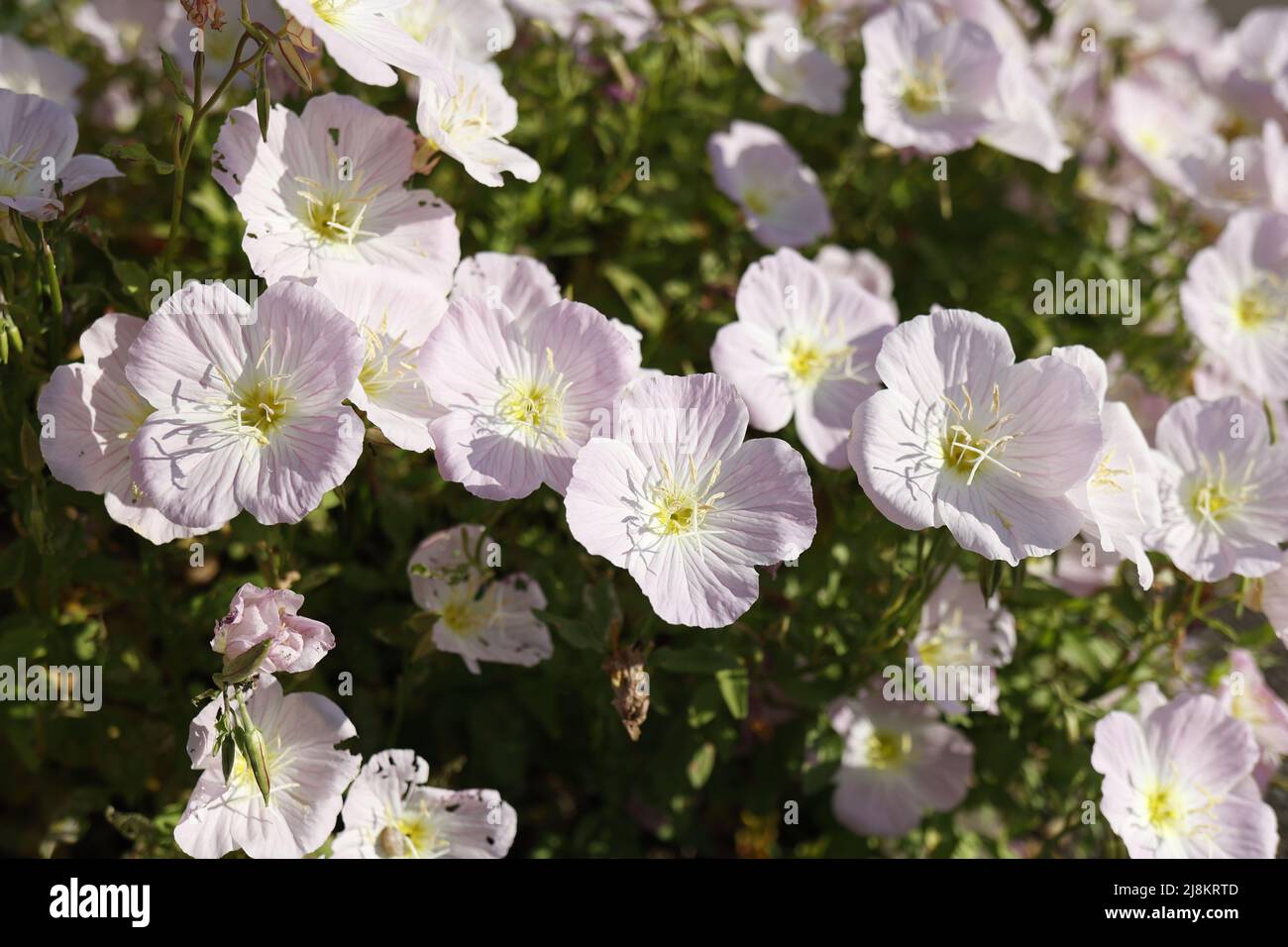 Sommerzeit. Blassrosa Blüten von Oenothera stammlosen Nahaufnahme. Draufsicht. Stockfoto