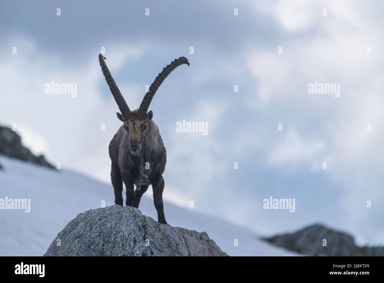 Nahaufnahme eines Steinbockes in den Bergen der Schweizer Alpen. Stockfoto