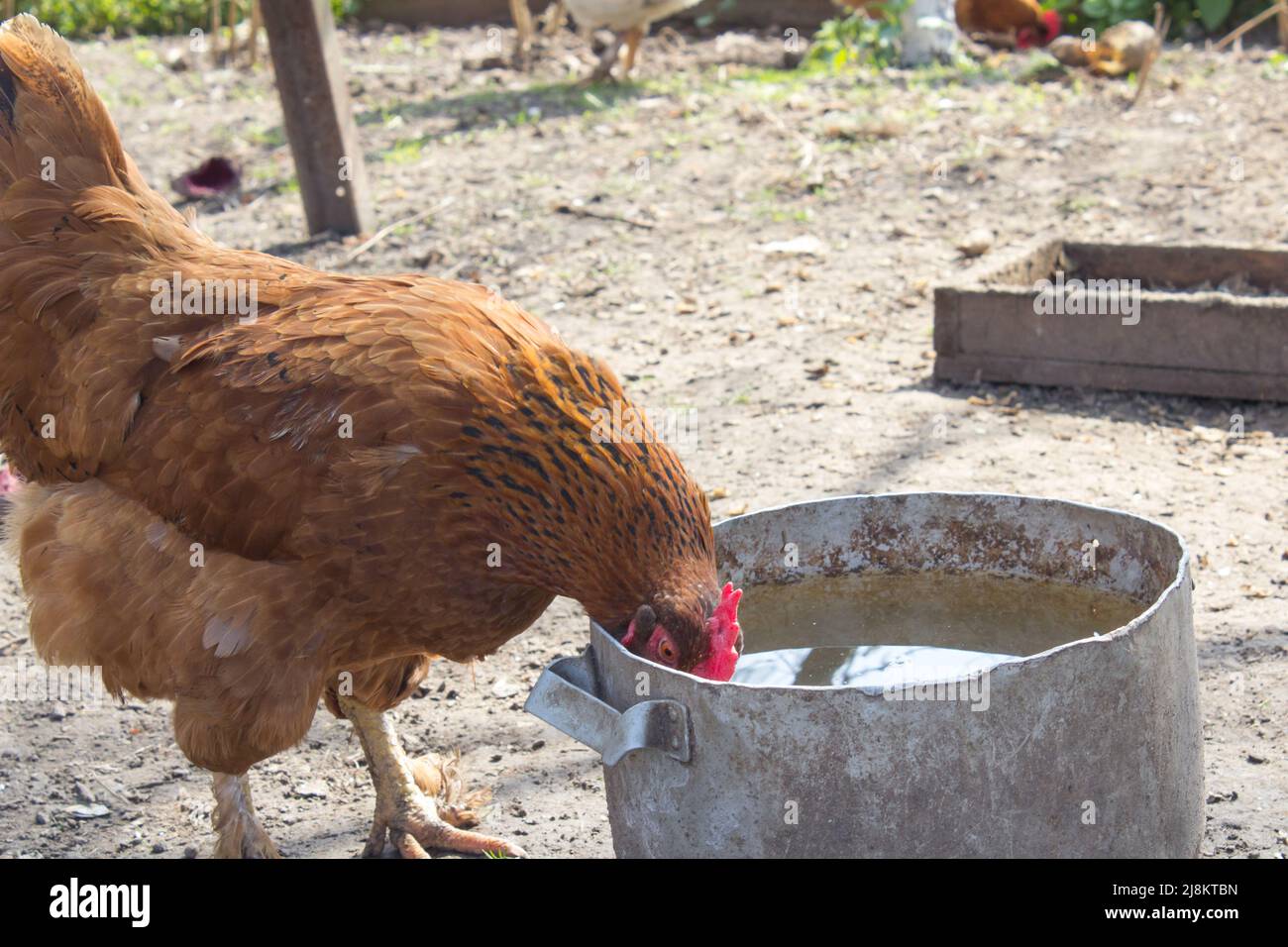 Huhn trinkt Wasser Stockfoto