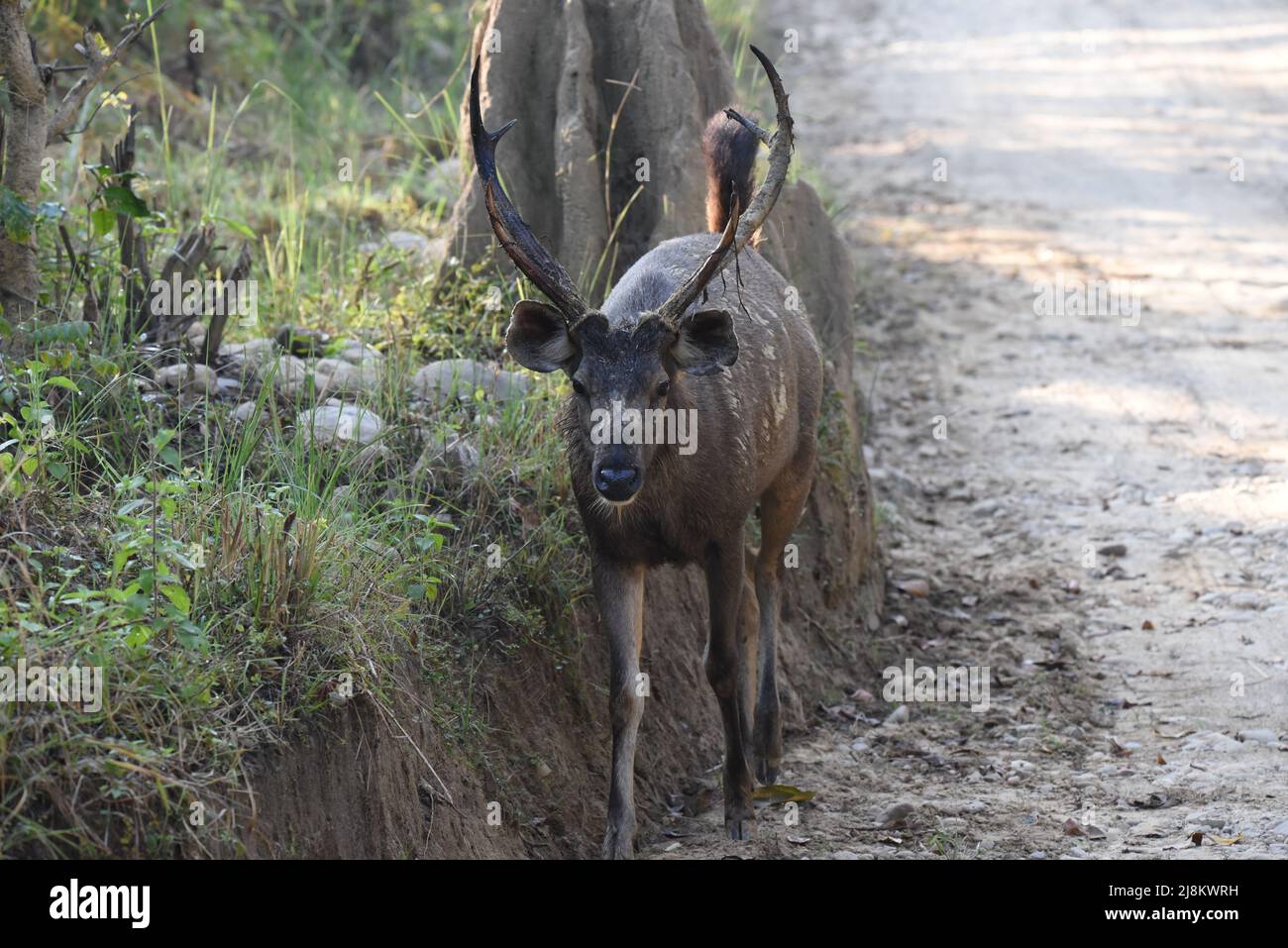 Sambar Hirsch im Corbett Nationalpark Stockfoto