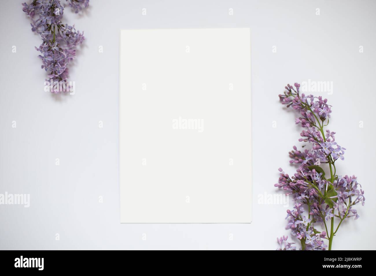 Mockup - Karte liegend Bild von Flieder Stockfoto