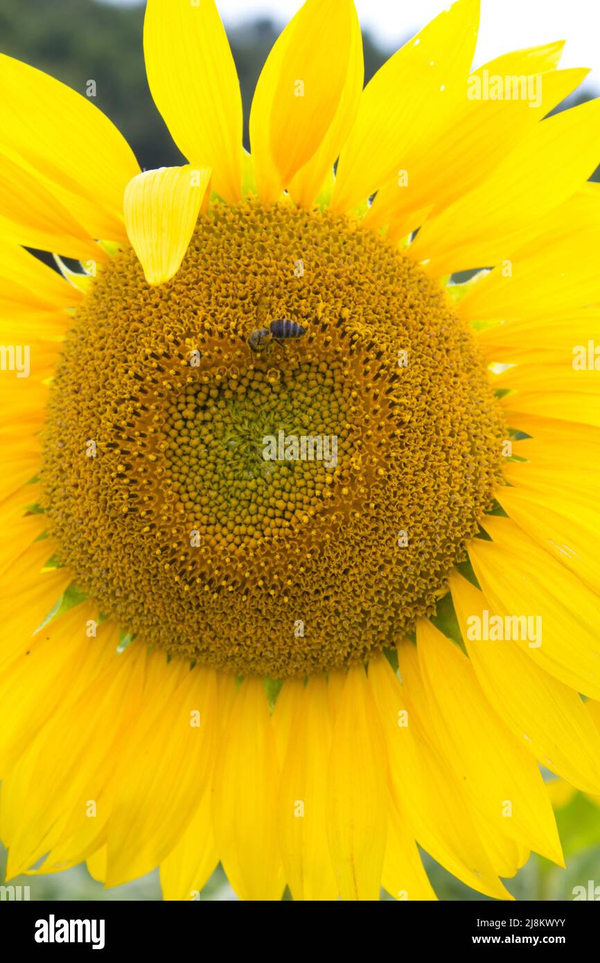Biene auf Sonnenblume Stockfoto