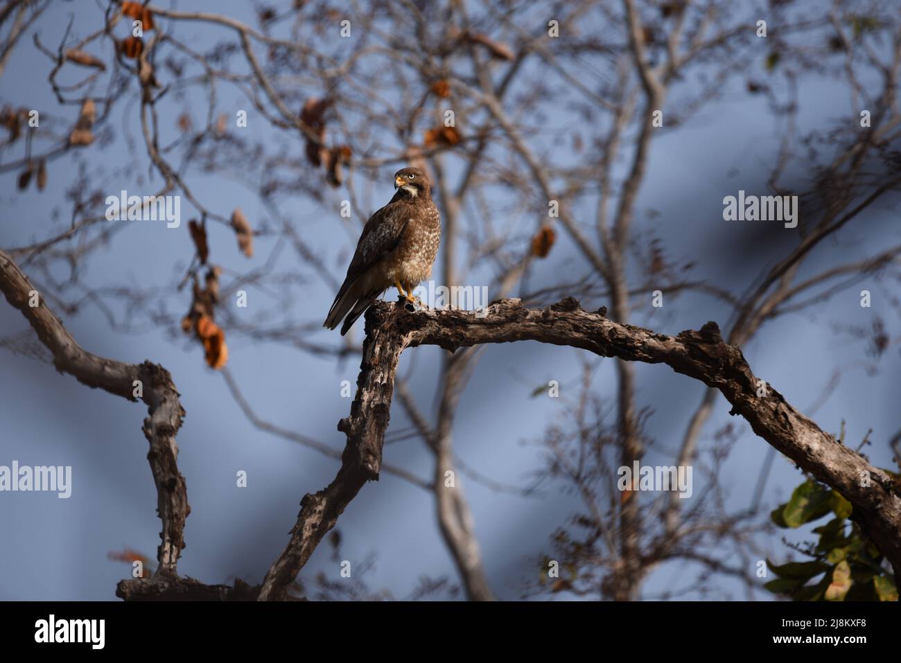 White Eye Bussard, Jim Corbett Nationalpark, Wildtiere bhopal, Indien Stockfoto