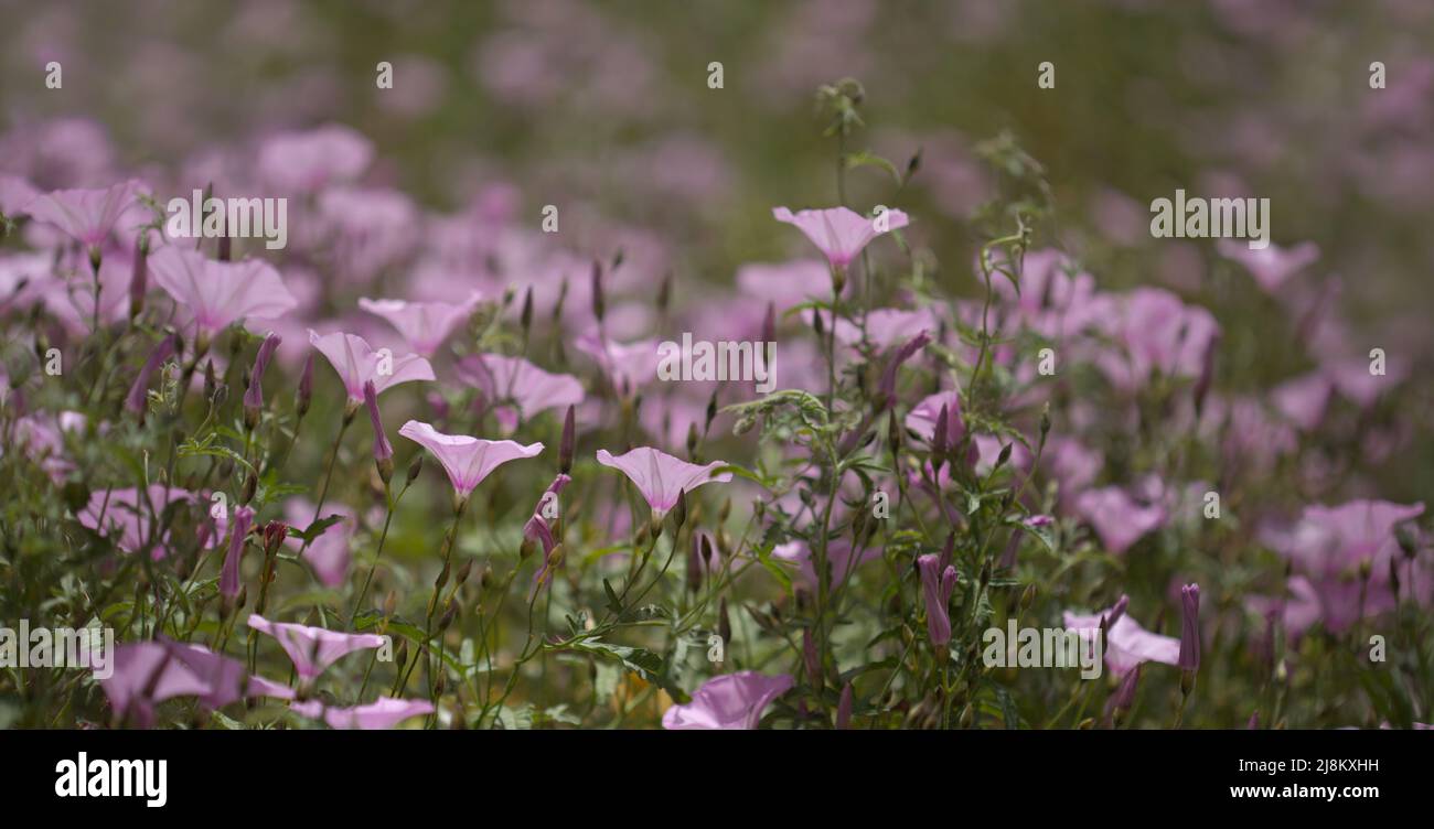 Flora von Gran Canaria - Convolvulus althaeoides, Malvebindweed, natürlicher Makro-floraler Hintergrund Stockfoto