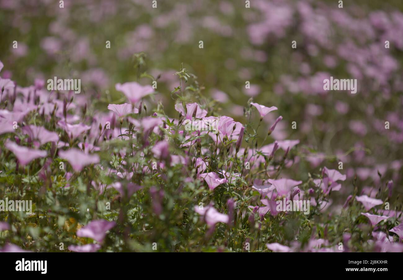 Flora von Gran Canaria - Convolvulus althaeoides, Malvebindweed, natürlicher Makro-floraler Hintergrund Stockfoto