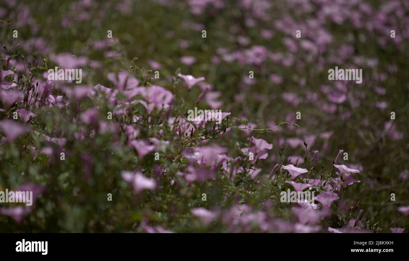 Flora von Gran Canaria - Convolvulus althaeoides, Malvebindweed, natürlicher Makro-floraler Hintergrund Stockfoto