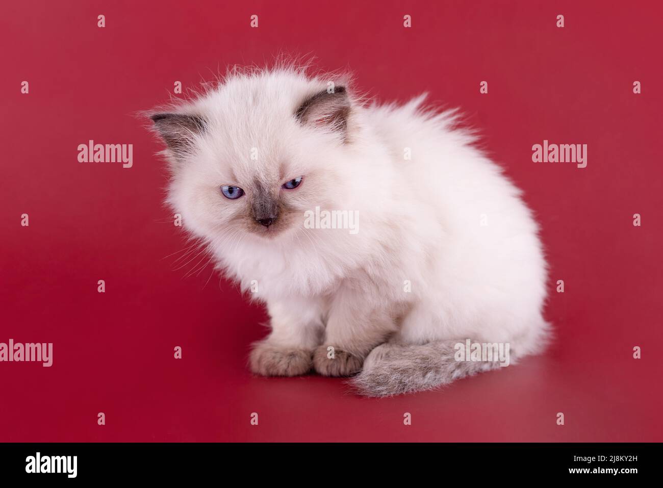 Kleines Ragdoll-Kätzchen mit blauen Augen auf rotem Hintergrund. Hochwertiges Foto für Karte und Kalender Platz für Text Stockfoto