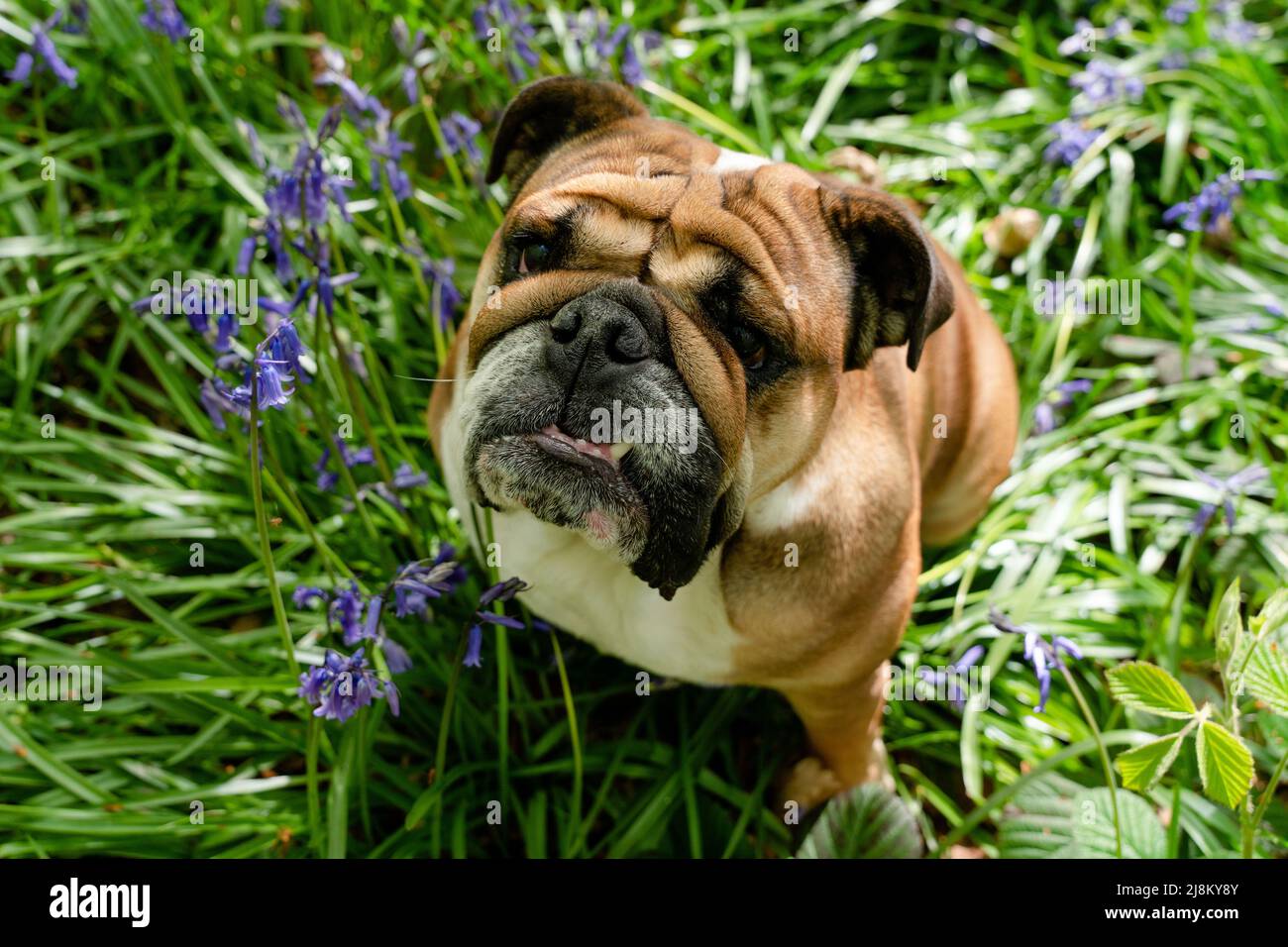 Red English/British Bulldog Dog schaut nach oben, leckt seine Zunge aus und sitzt in den Bluebells am heißen sonnigen Frühlingstag Stockfoto