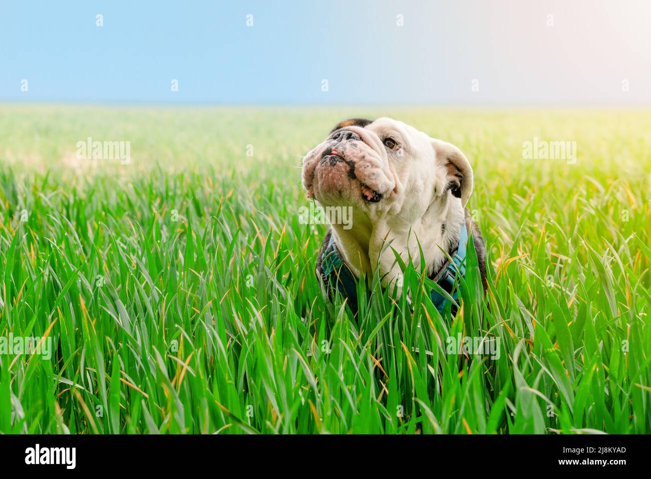 Schwarzer dreifarbiger englischer/britischer Bulldog-Hund, der nach oben schaut, seine Zunge ausleckt und an heißen, sonnigen Tagen im Weizenfeld läuft Stockfoto