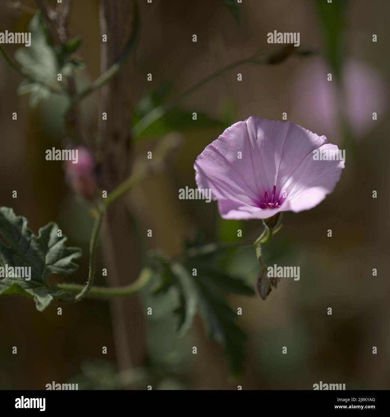 Flora von Gran Canaria - Convolvulus althaeoides, Malvebindweed, natürlicher Makro-floraler Hintergrund Stockfoto