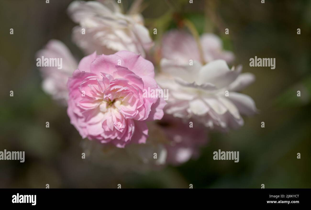 Blühende altmodische rosa Klettern Kohl Rose Makro floralen Hintergrund Stockfoto