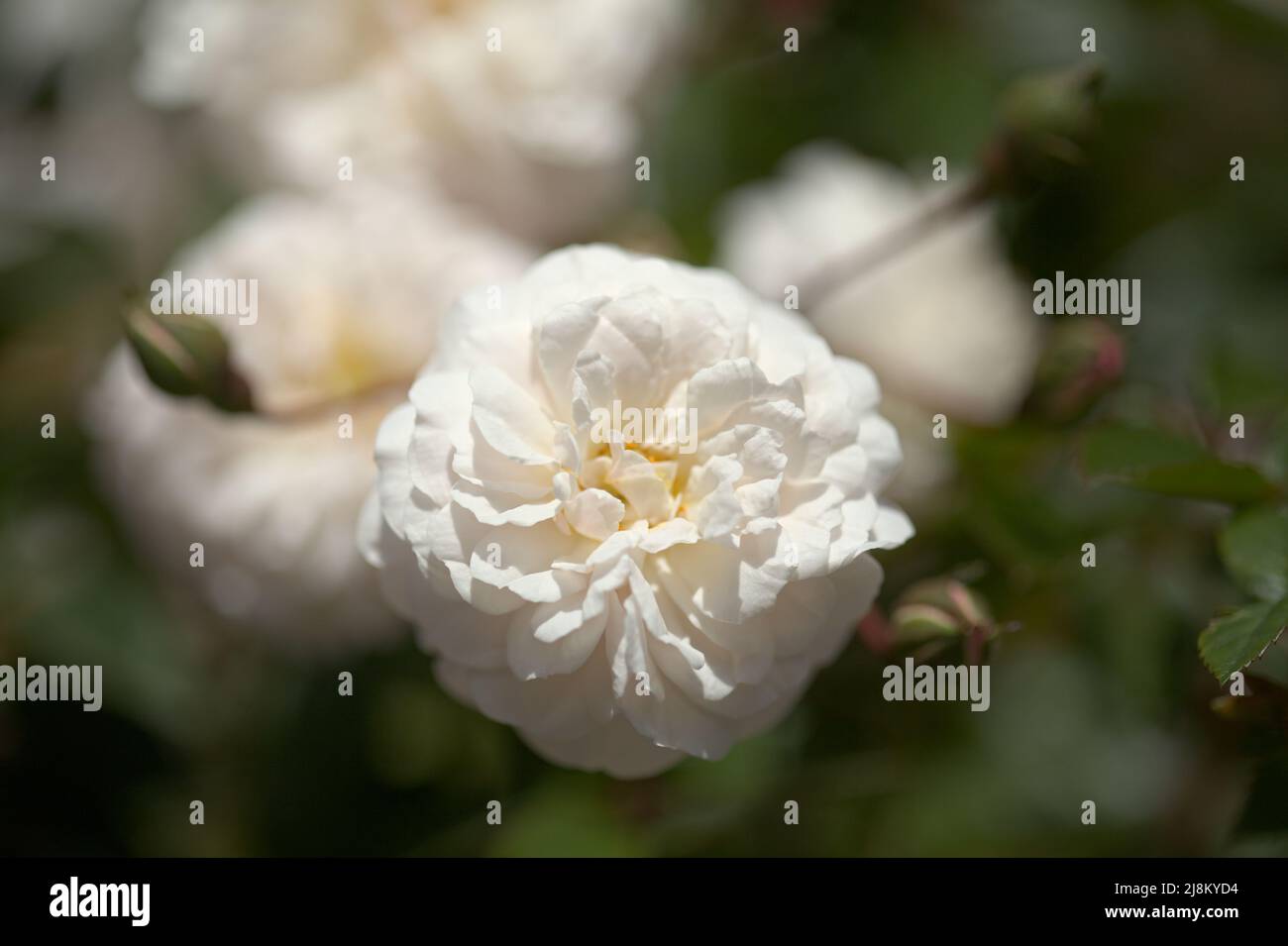 Blühende altmodische rosa Klettern Kohl Rose Makro floralen Hintergrund Stockfoto