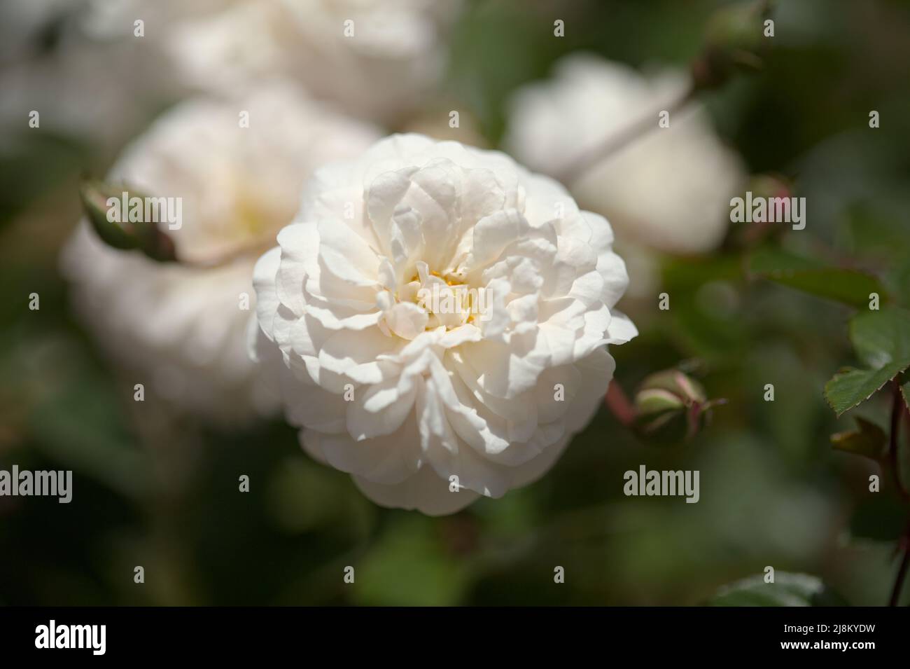 Blühende altmodische rosa Klettern Kohl Rose Makro floralen Hintergrund Stockfoto