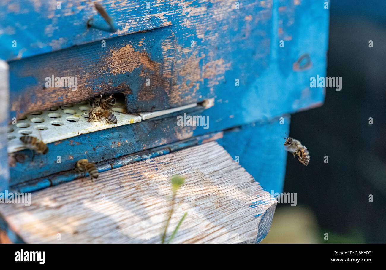 Entgegengesetzte Ansicht des Bienenstocks mit selektivem Fokus. Stockfoto