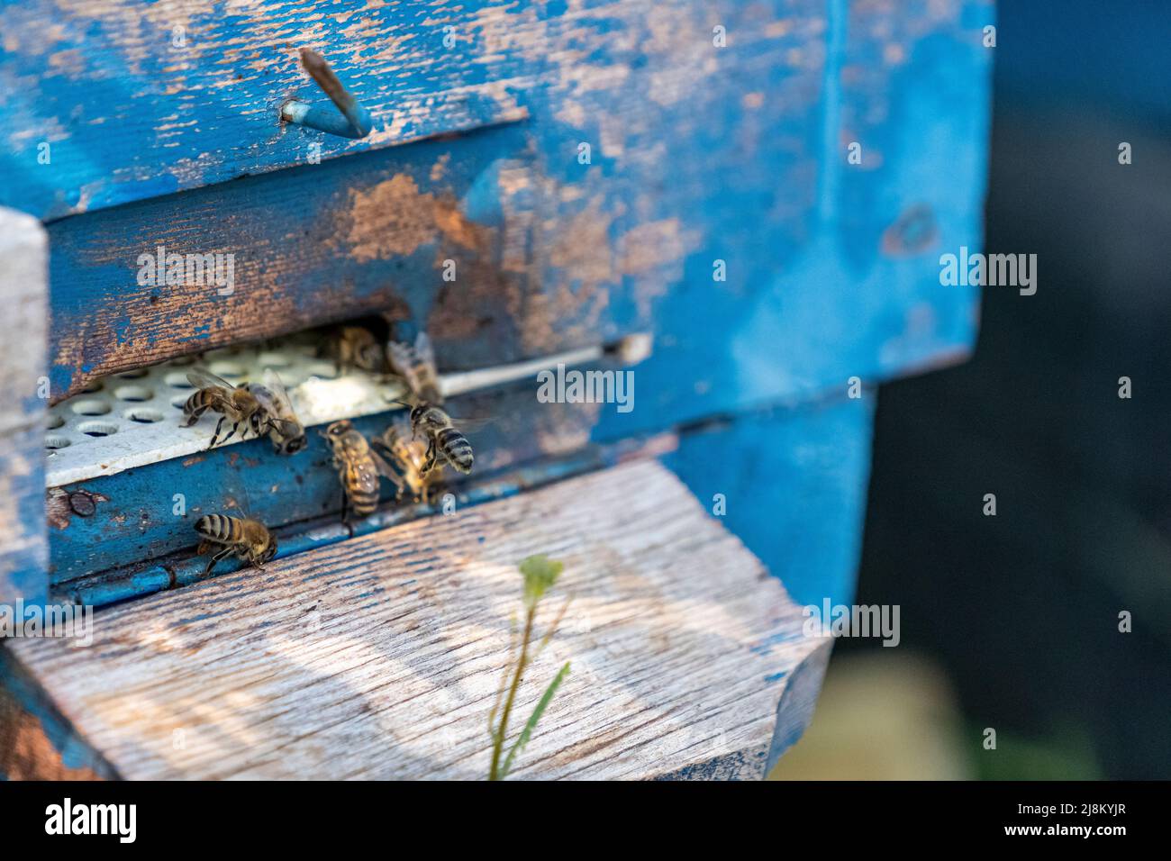 Nahaufnahme von Bienen mit selektivem Fokus, der am Eingang des Bienenstocks schwebt. Stockfoto