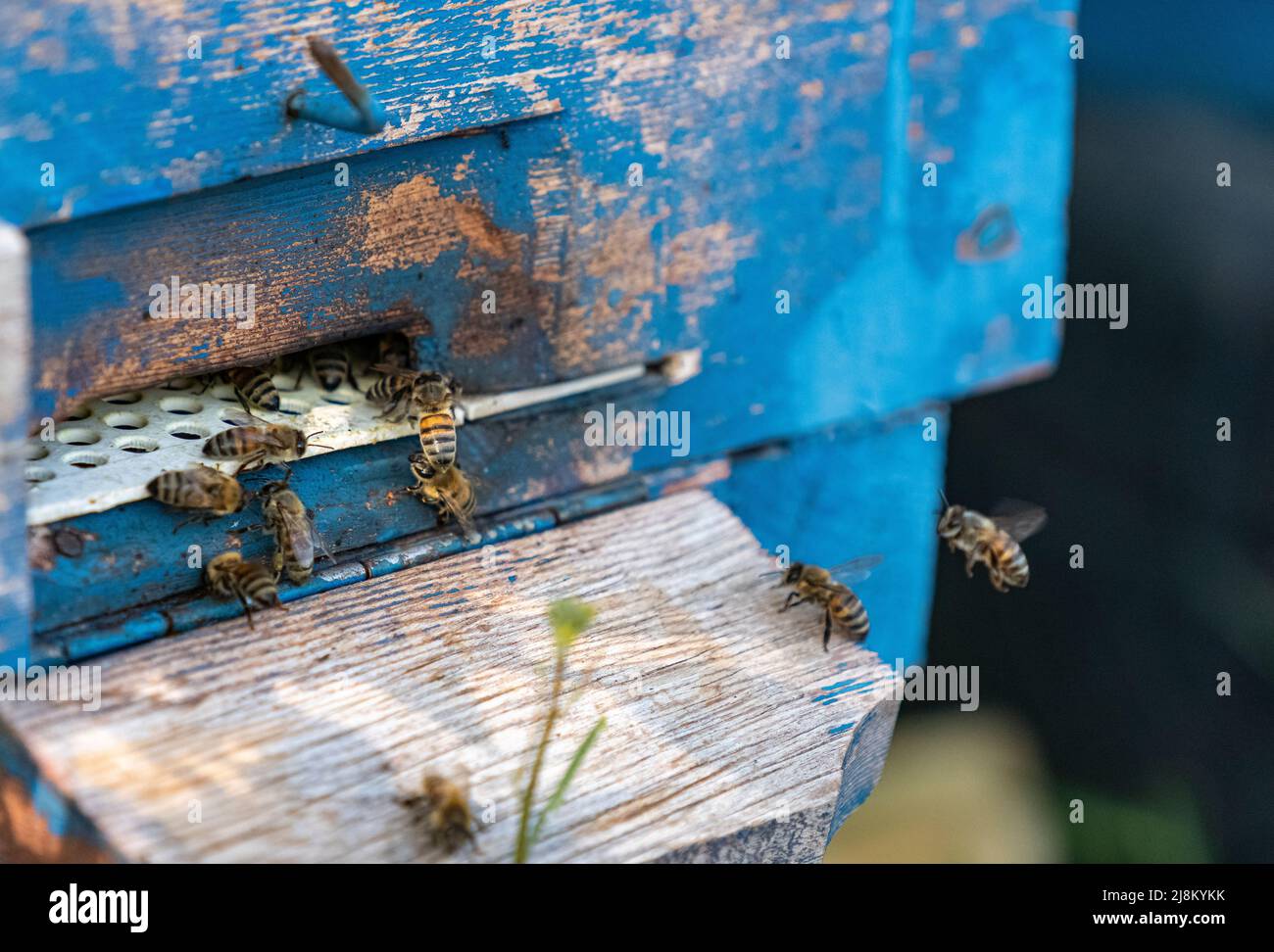 Seitenprofil mit selektivem Fokus auf Bienen, die sich im Loch des Bienenstocks ansammeln. Stockfoto