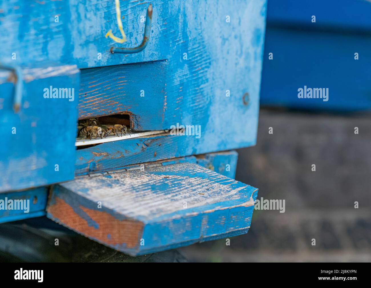 Selektive Fokusaufnahme vom Eingang des blauen Bienenstocks. Stockfoto