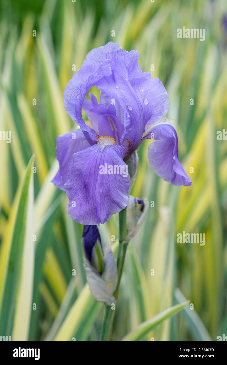 Iris pallida 'Argentea Variegata', dalmatinische Iris 'Argentea Variegata'. Grau-grüne Blätter umrandet mit weißen, hellblau-violetten Blüten. Stockfoto