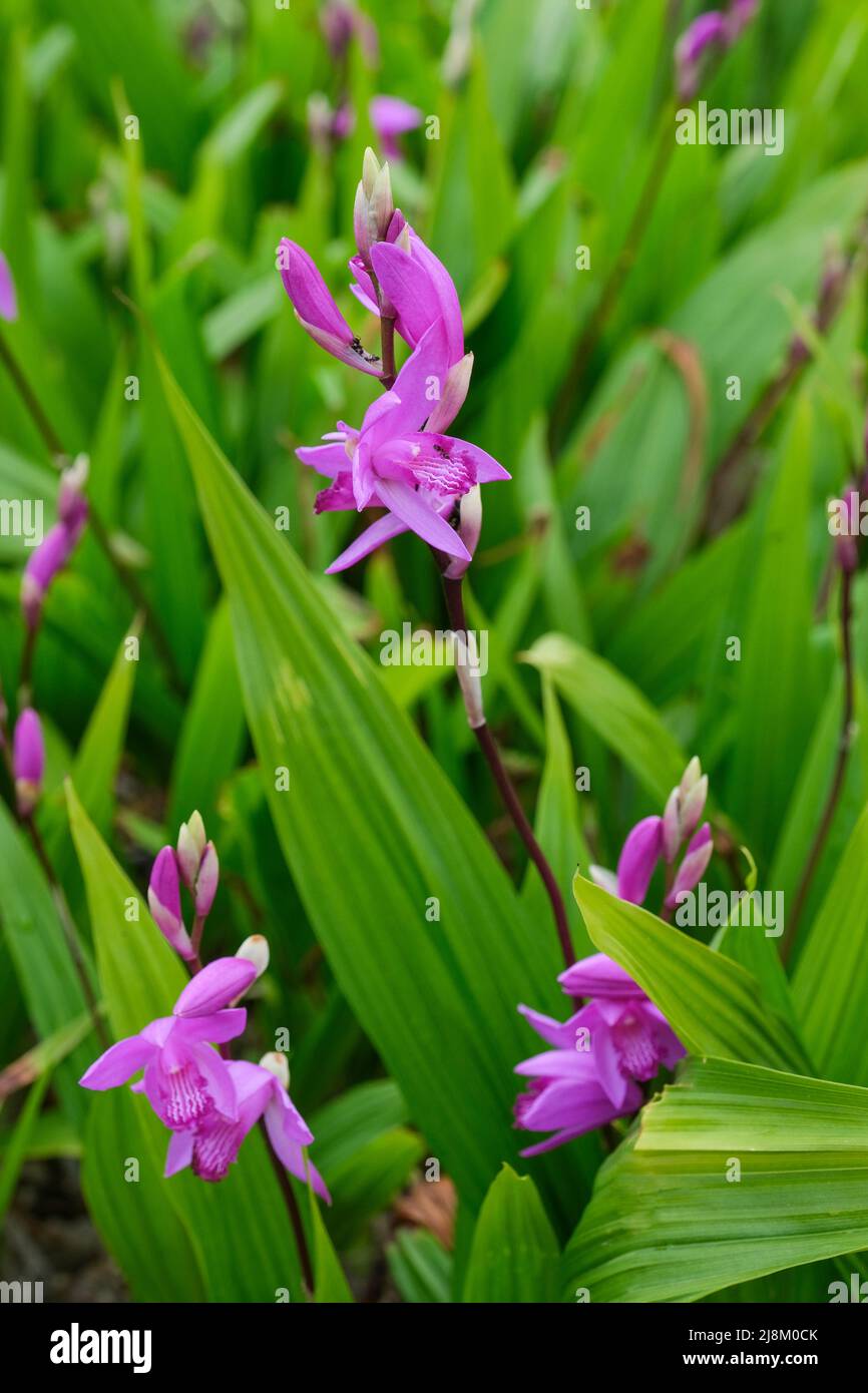 Bletilla striata, gewöhnliche Bletilla, Hyazinthe-Orchidee, Bletia hyazinthina, Chinesische Erdorchidee. Rosafarbene, orchideenförmige Blüten Stockfoto