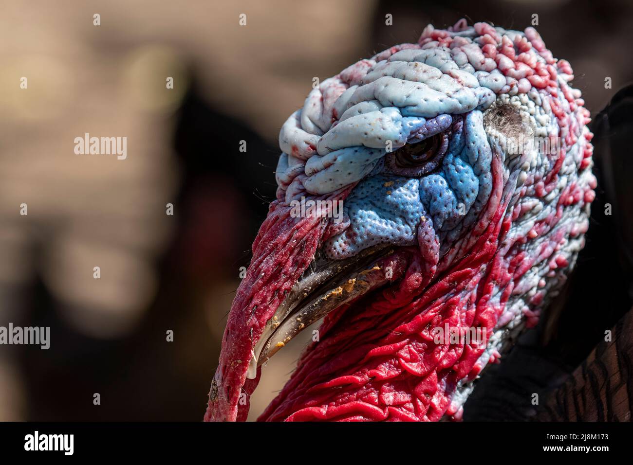 Nahaufnahme des Kopfes des männlichen putenkopfes mit selektivem Fokus aus dem entgegengesetzten Winkel. Stockfoto