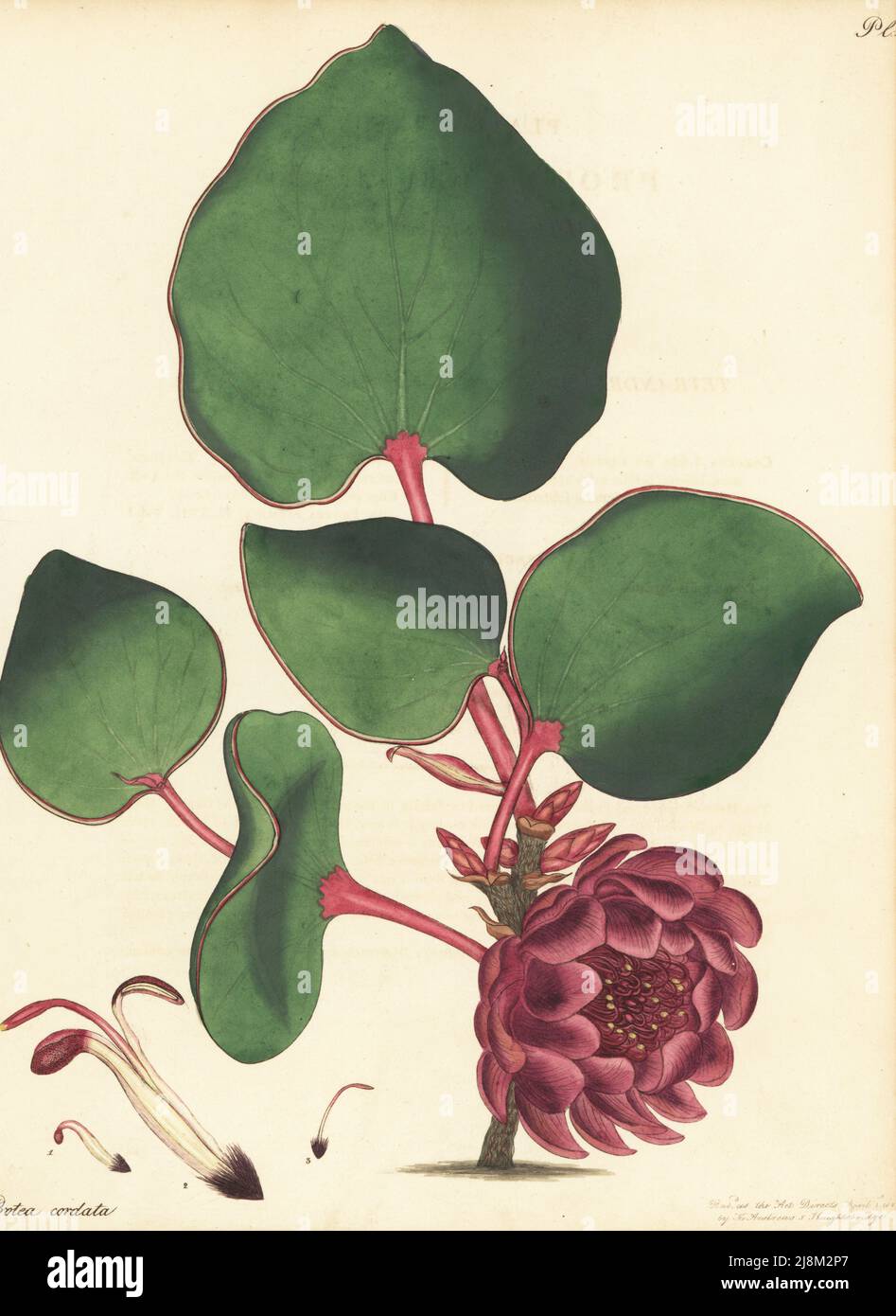 Herzblatt-sugarbush oder hartblaarsuicurbos, Protea cordata. Herzförmige protea mit Blättern. Vom Kap der Guten Hoffnung, Südafrika, Lee und Kennedys Kindergarten. Kupferstich gezeichnet, gestochen und handkoloriert von Henry Andrews aus seinem Botanischen Register, Band 5, selbst veröffentlicht in Knightsbridge, London, 1803. Stockfoto
