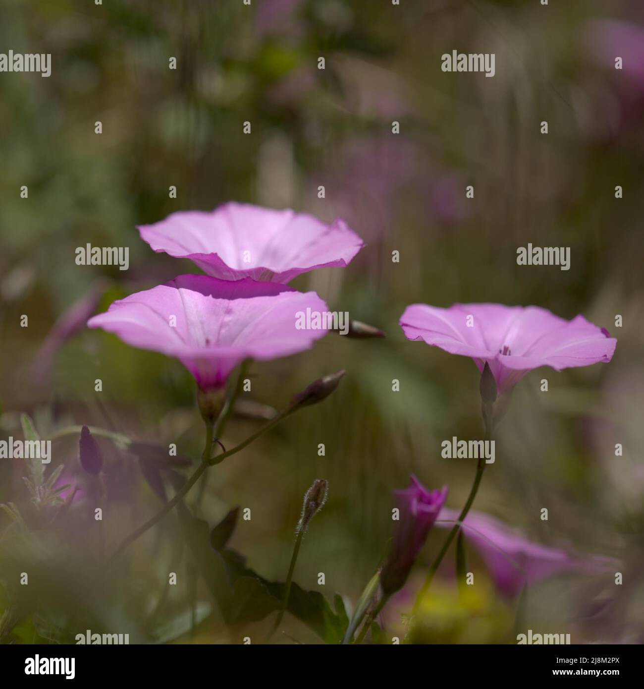 Flora von Gran Canaria - Convolvulus althaeoides, Malvebindweed, natürlicher Makro-floraler Hintergrund Stockfoto