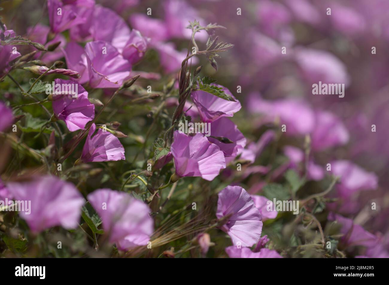 Flora von Gran Canaria - Convolvulus althaeoides, Malvebindweed, natürlicher Makro-floraler Hintergrund Stockfoto