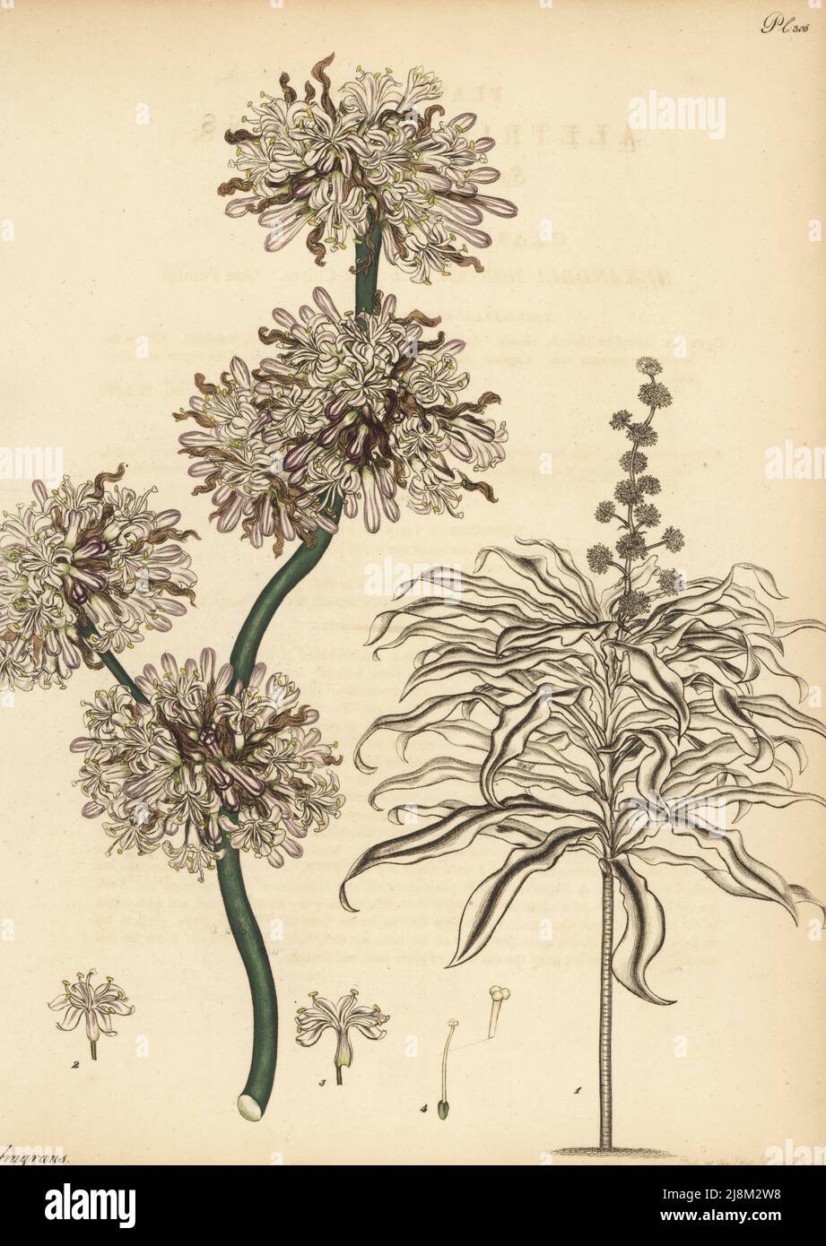 Maispflanze, Dracaena fragrans. Aletris mit süßem Duft, Aletris fragrans. Aus Afrika, in der Sammlung von James Vere von Kensington Gore. Kupferstich gezeichnet, gestochen und handkoloriert von Henry Andrews aus seinem Botanischen Register, Band 5, selbst veröffentlicht in Knightsbridge, London, 1803. Stockfoto