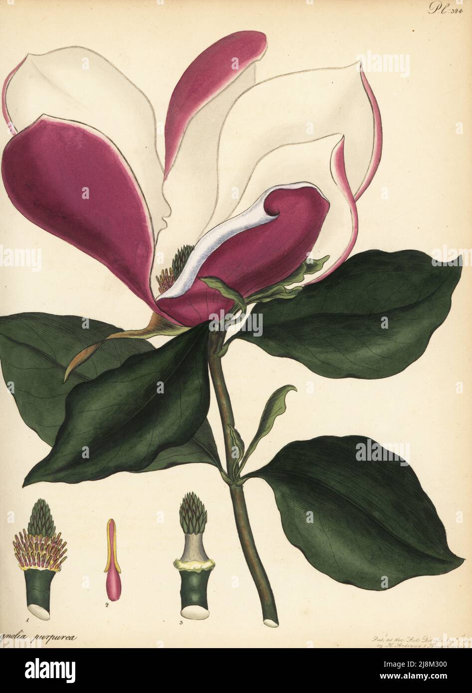 Mulan Magnolia, Magnolia liliiflora. Violett blühende Magnolie, Magnolia purpurea. Aus China und Japan, im Konservatorium von George Spencer-Churchill, dem Marquis von Blandford, bei White Knights. Kupferstich gezeichnet, gestochen und handkoloriert von Henry Andrews aus seinem Botanischen Register, Band 5, selbst veröffentlicht in Knightsbridge, London, 1803. Stockfoto