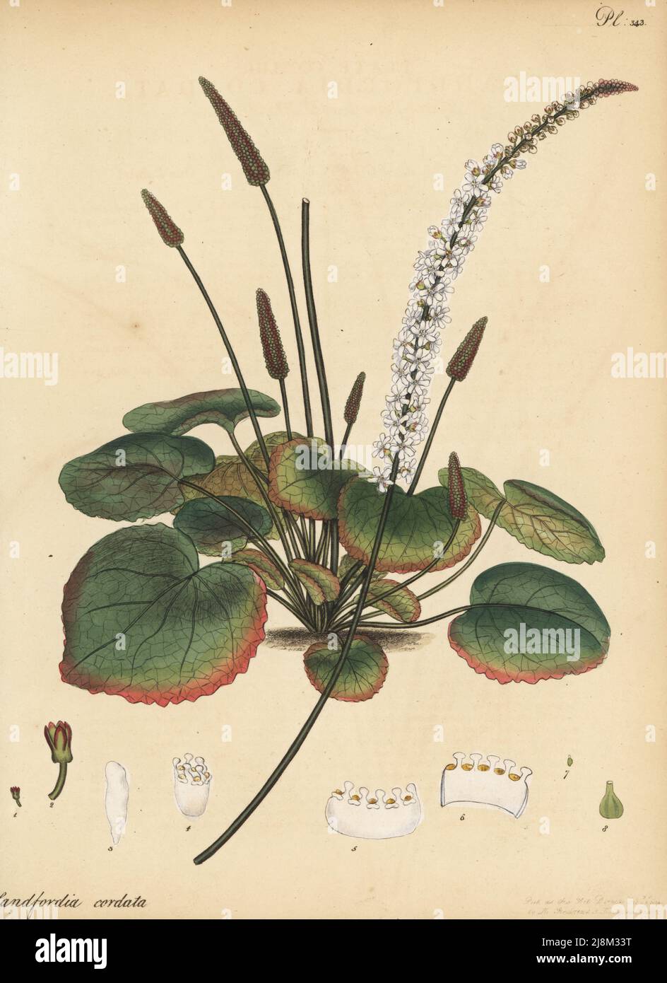 Wandpflanze, Wandflower oder Beetleweed, Galax aphylla. Blandfordia in Herzform, Blandfordia cordata. Aus der Nähe des Savannah River, Georgia, Nordamerika, skizziert in den Gärten von George Spencer-Churchill, dem Marquis von Blandford, bei White Knights. Kupferstich gezeichnet, gestochen und handkoloriert von Henry Andrews aus seinem Botanischen Register, Band 5, selbst veröffentlicht in Knightsbridge, London, 1804. Stockfoto