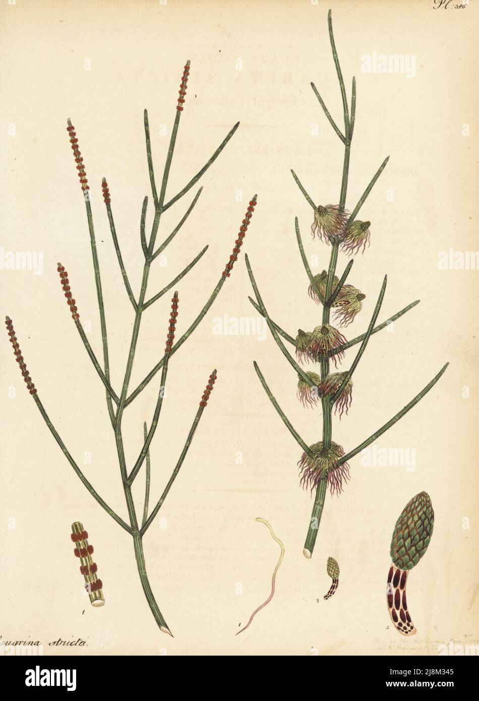 Hängende Eiche, Allocasuarina verticillata. Aufrechte Casuarina, Casuarina stricta. Vom Kap der Guten Hoffnung, Südafrika, in der Sammlung von Sophia Campbell, der Dowager Lady de Clifford, in Paddington. Kupferstich gezeichnet, gestochen und handkoloriert von Henry Andrews aus seinem Botanischen Register, Band 5, selbst veröffentlicht in Knightsbridge, London, 1804. Stockfoto