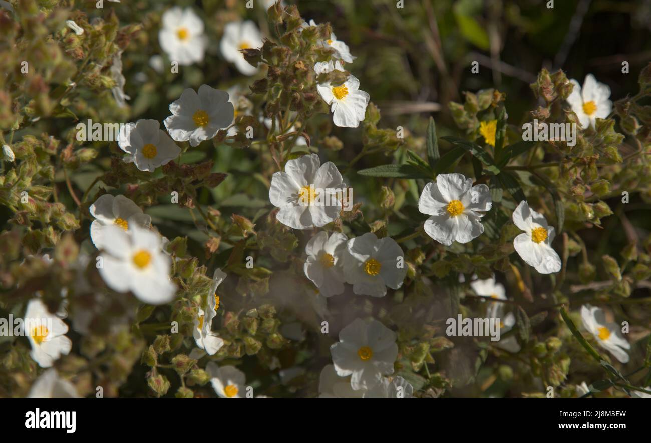 Flora von Gran Canaria - blühende Cistus monspeliensis ssp. Canariensis, Montpellier-Steinrose, Kanarische Unterarten, pyrophile Pflanze, natürliche Blütenbak Stockfoto