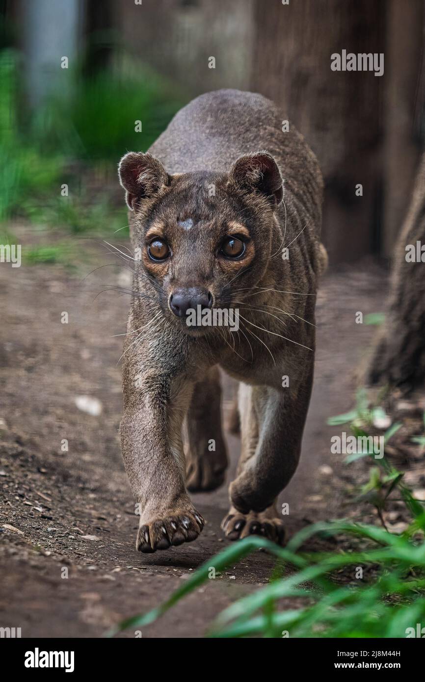 Endemische Madagaskar Fossa läuft auf dem Weg, Cryptoprocta ferox Stockfoto