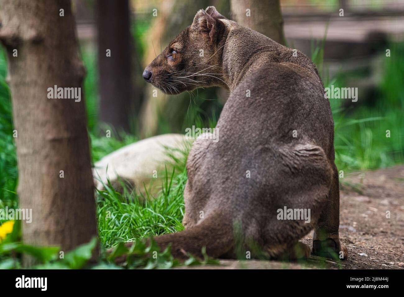 Endemischer Madagaskar-Fossa, Cryptoprocta ferox Stockfoto