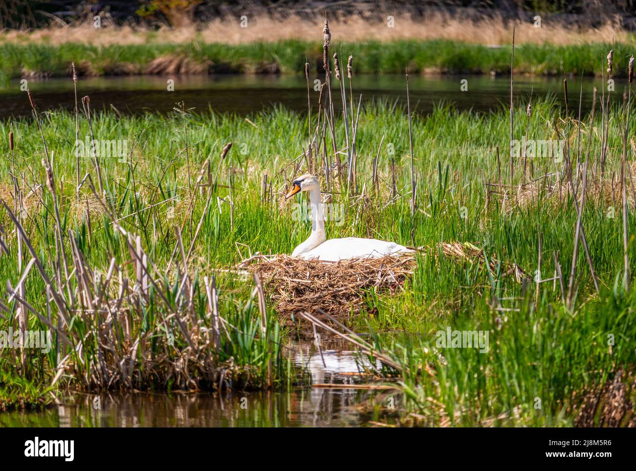 Weißer Schwan sitzt in einem Nest im Schilf am Ufer eines Teiches, sonniger Tag Stockfoto