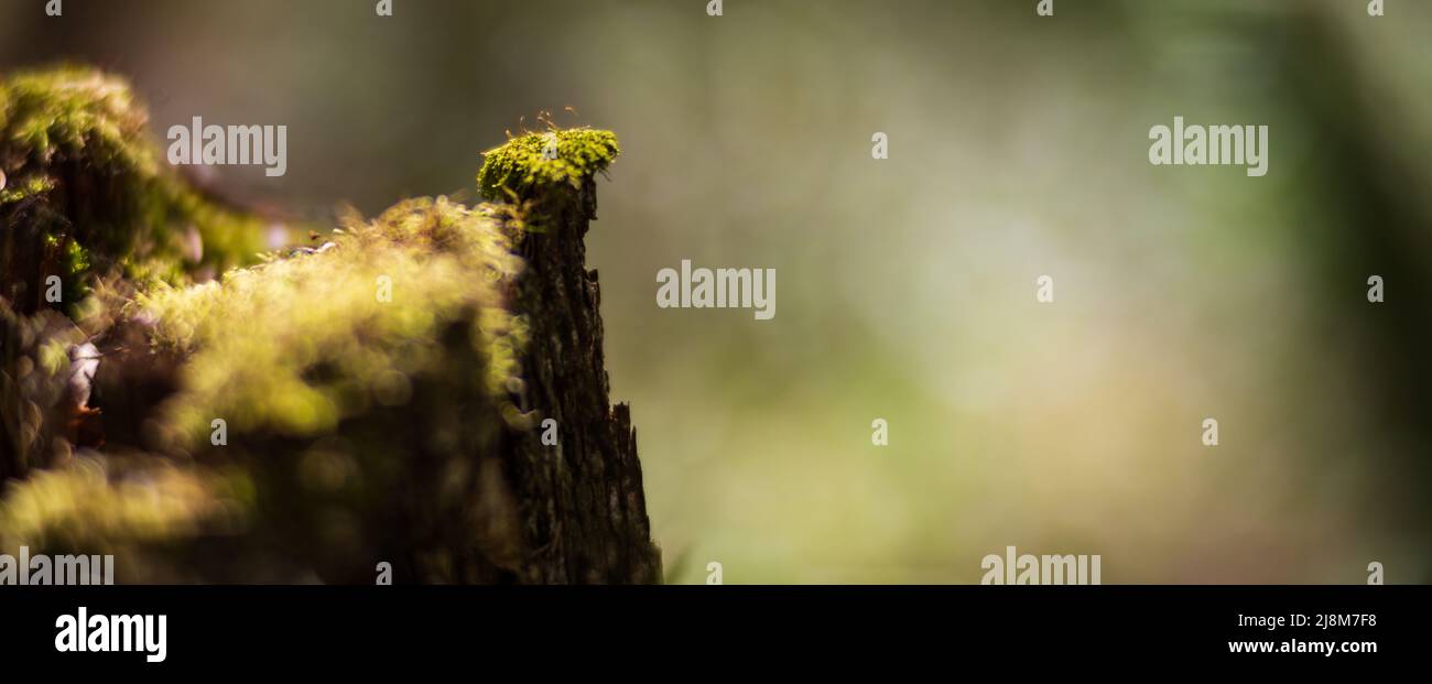 Panorama Banner Hintergrund mit Nahaufnahme von Moos auf einem Stumpf im Wald. Wunderschöne Naturlandschaft. Selektiver Fokus im Vordergrund mit einem Himmel Stockfoto