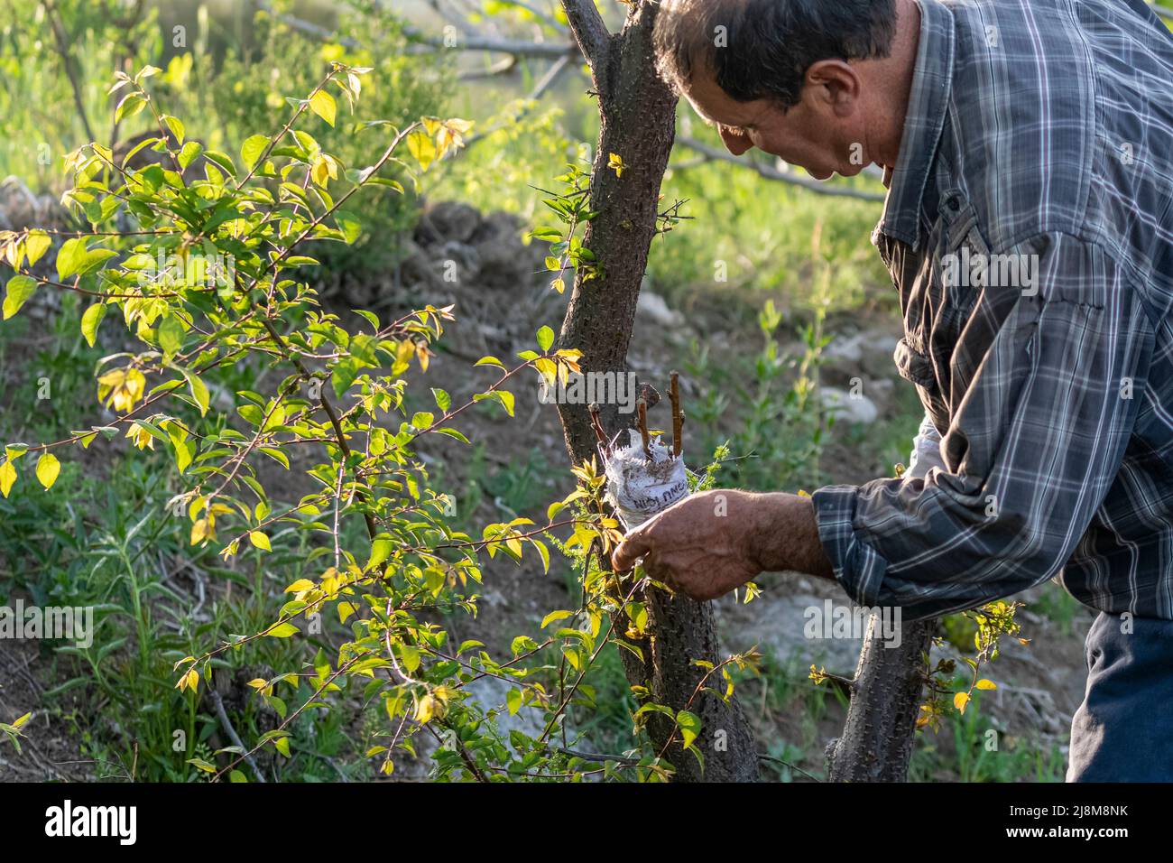 Beschnittene Ansicht von Landwirten, die Bäume mit selektivem Fokus veredeln. Stockfoto