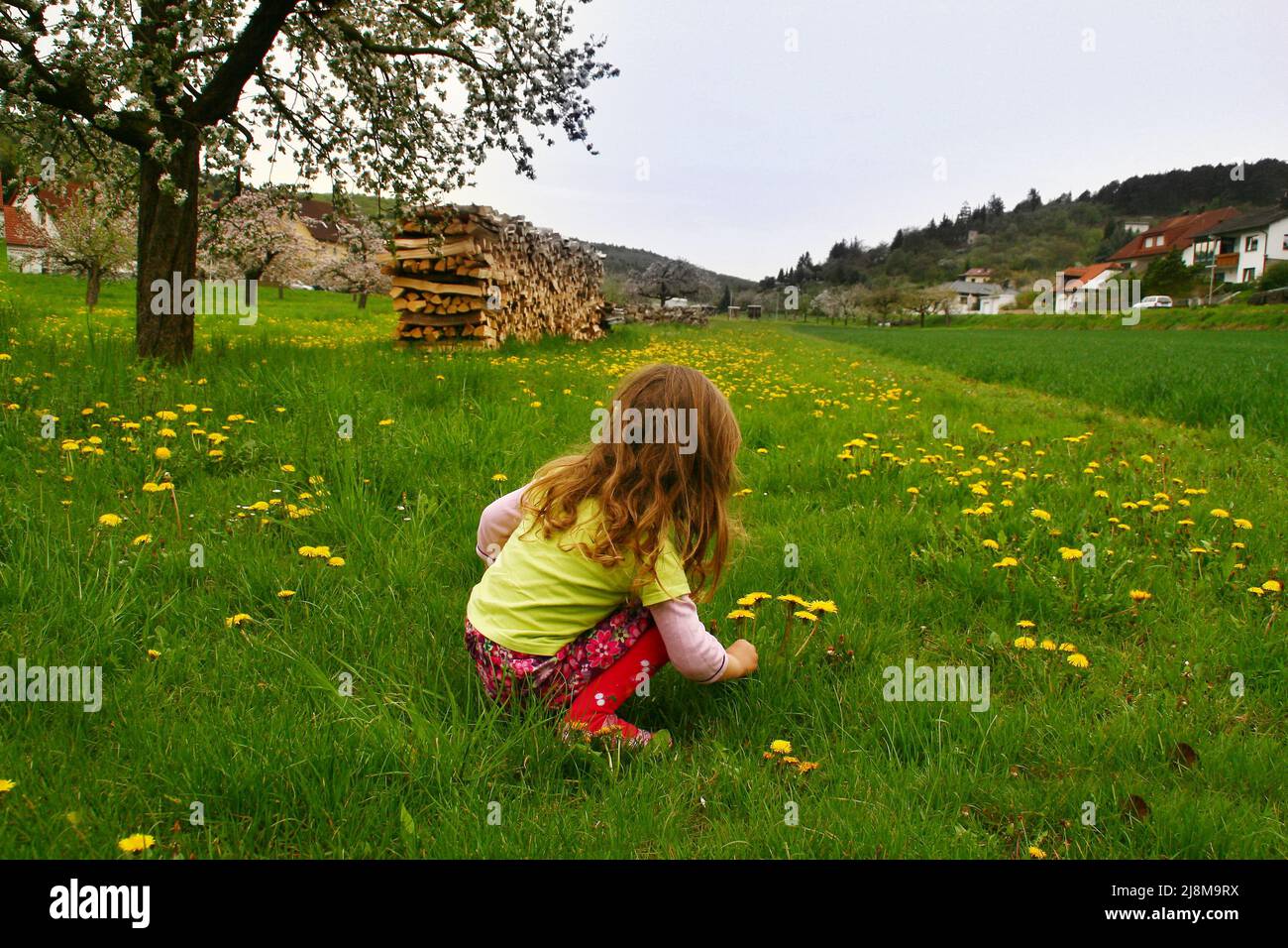 Deutschland, Bayern, Franken, Leinach. 29 vom April 2012. Friedliches und ruhiges Dorfleben. Das kleine Mädchen hockt und pflückt den Dandelion. Stockfoto