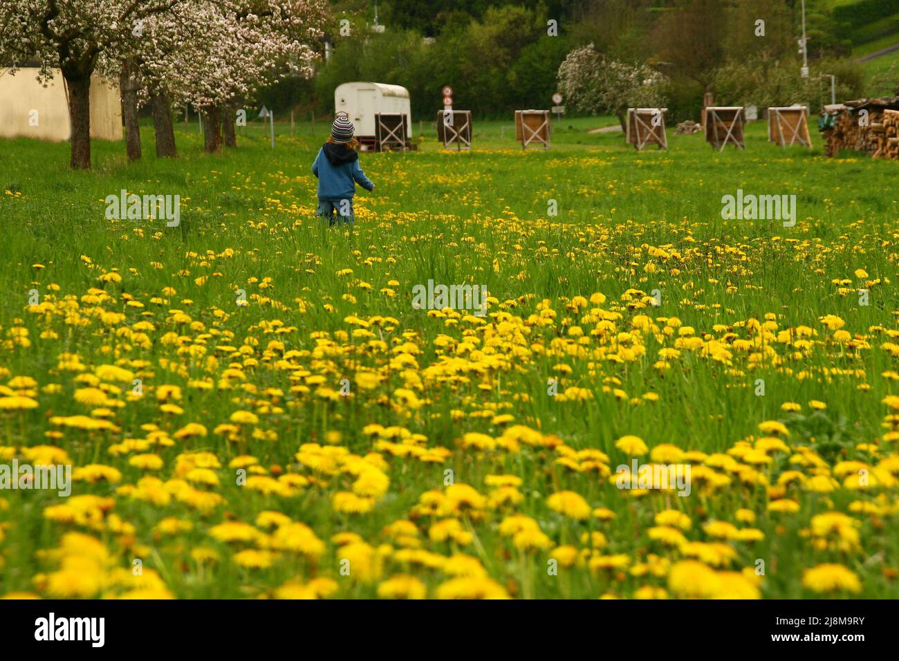 Deutschland, Bayern, Unterfranken, Leinach. 29 vom April 2012. Kleiner Junge, der durch die Elendswiese geht und Blumen pflückt. Honey Farm Stockfoto