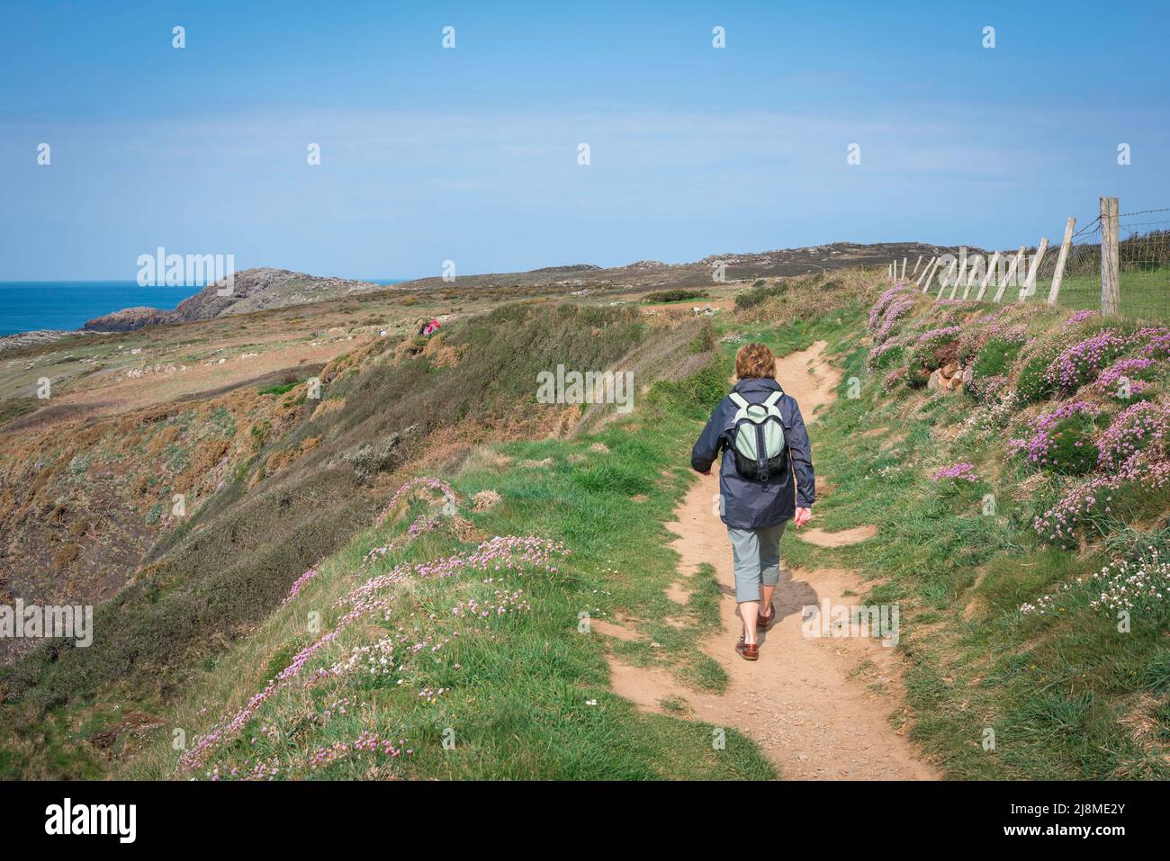 Pembrokeshire Coast Path, Rückansicht einer Frau in einem Rucksack, die auf dem Pembrokeshire Coast Path am St. David's Head, Pembrokeshire, Wales, Großbritannien, unterwegs ist Stockfoto