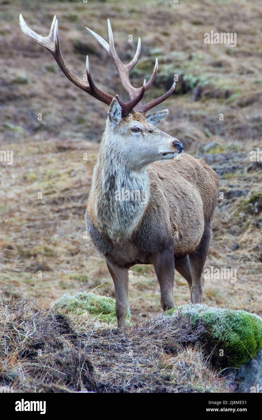 Einzelner schottischer Hirsch mit Kopf und Geweih im Profil Stockfoto