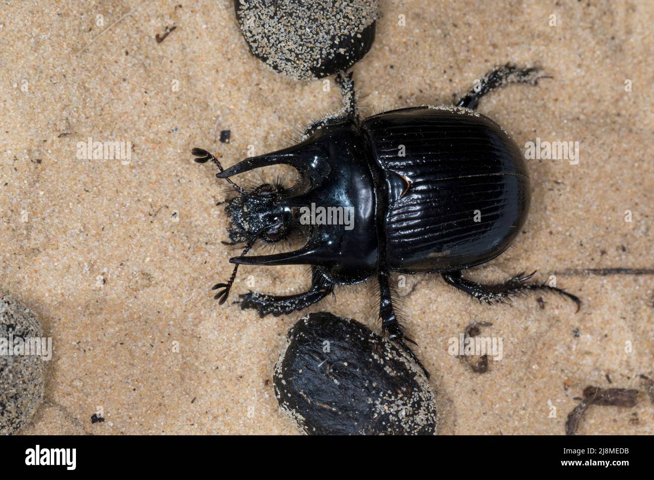 Stierkäfer, Männchen, zwischen Kot, Losung von Schaf, Typhaeus typhoeus, Minotaur-Käfer, Männchen, Le Minotaure, Mistkäfer, Geotrupidae, Mistkäfer Stockfoto