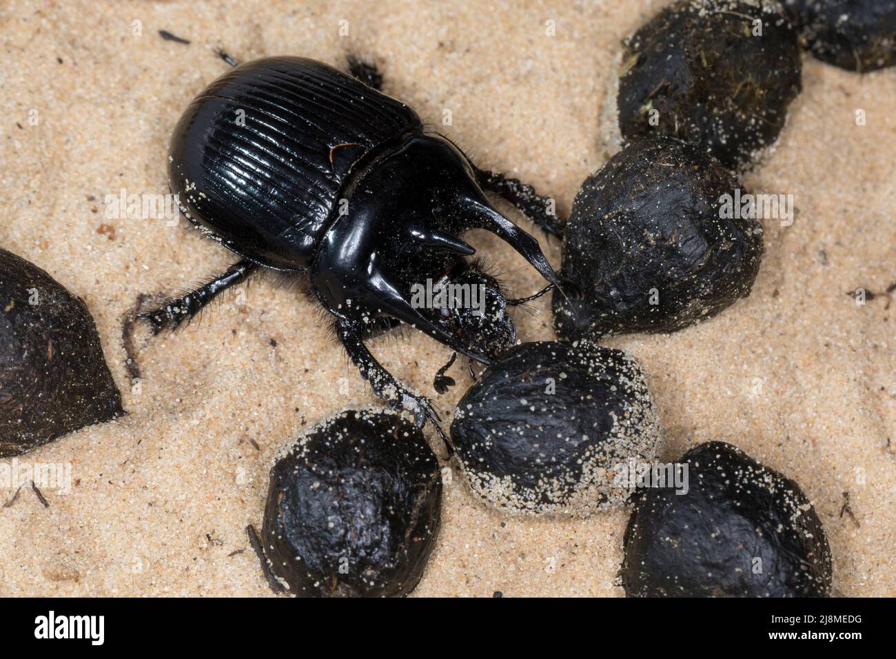 Stierkäfer, Männchen, zwischen Kot, Losung von Schaf, Typhaeus typhoeus, Minotaur-Käfer, Männchen, Le Minotaure, Mistkäfer, Geotrupidae, Mistkäfer Stockfoto