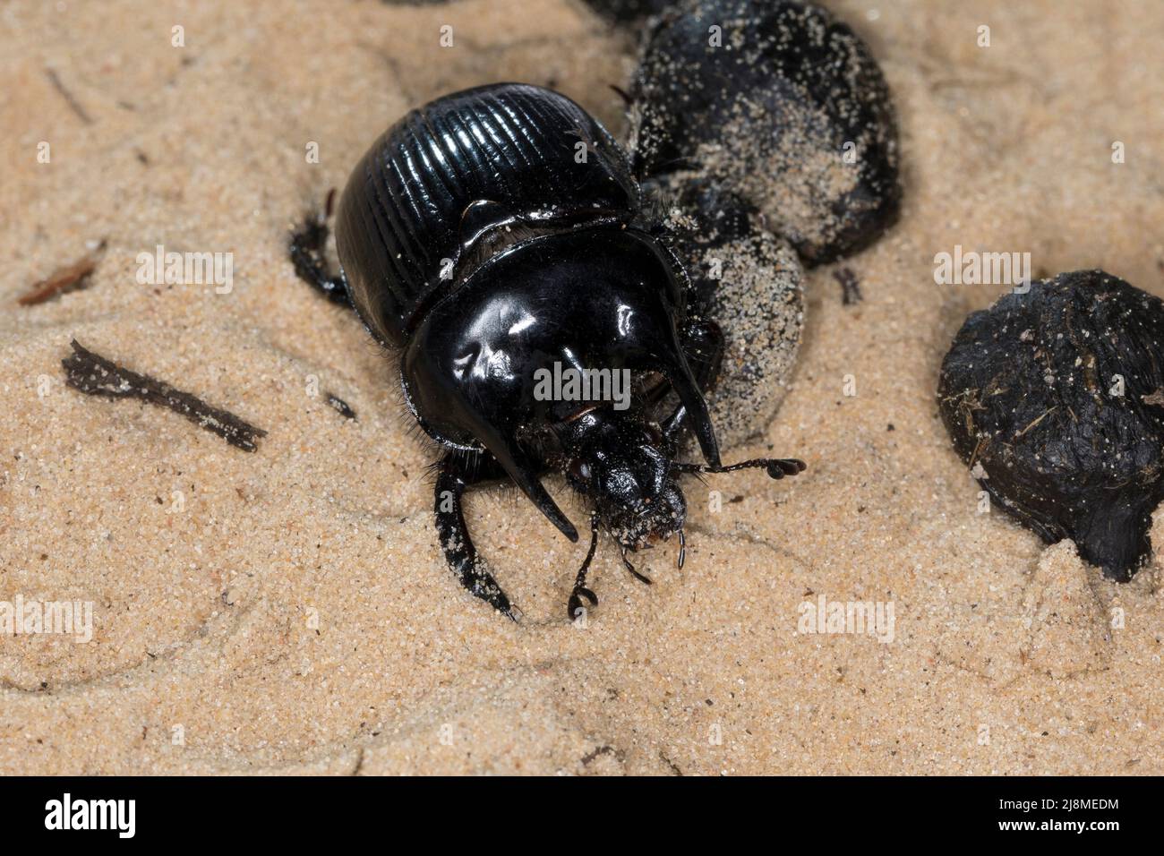 Stierkäfer, Männchen, zwischen Kot, Losung von Schaf, Typhaeus typhoeus, Minotaur-Käfer, Männchen, Le Minotaure, Mistkäfer, Geotrupidae, Mistkäfer Stockfoto