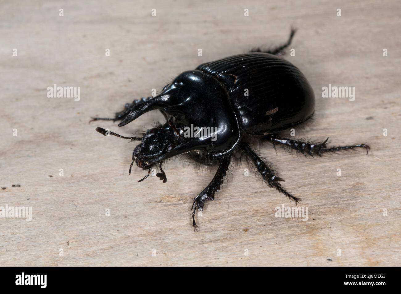 Stierkäfer, Männchen, Typhaeus typhoeus, Minotaur-Käfer, männlich, Le Minotaure, Mistkäfer, Geotrupidae, Mistkäfer Stockfoto