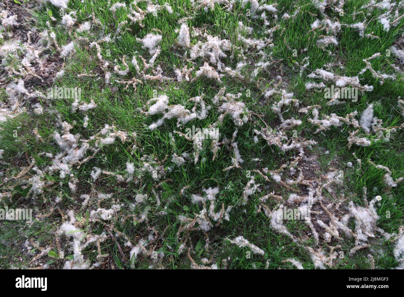 Pappelblüte und Samen, Szigetszentmiklos Ungarn Stockfoto