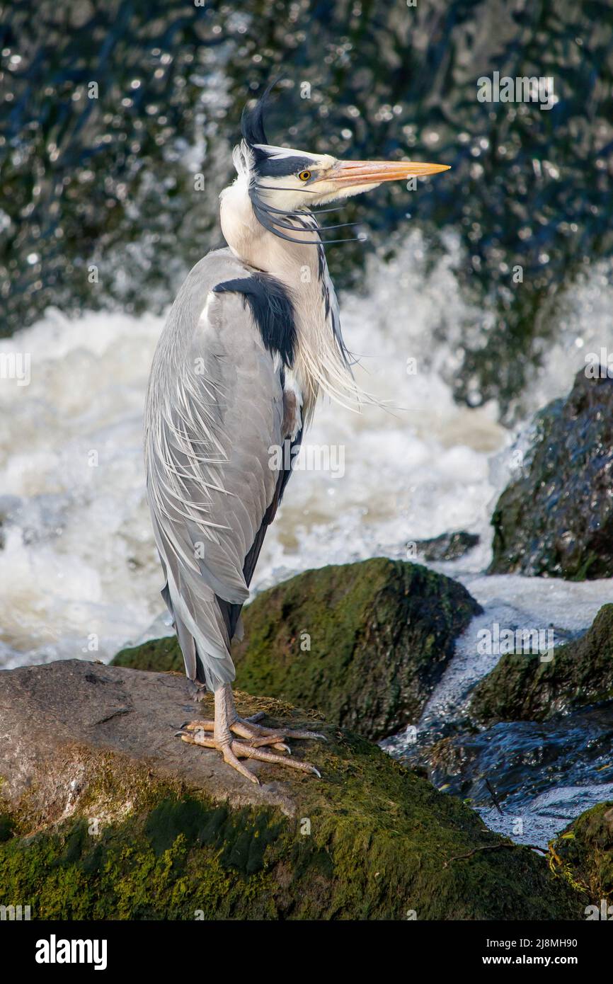 Ein Graureiher, der in einem Wehr am Fluss zahm im Schatten der Burg Tamworth fischt.der Graureiher wurde an diesem Ort in der Nähe des Stadtzentrums von Tamworth entdeckt. Stockfoto