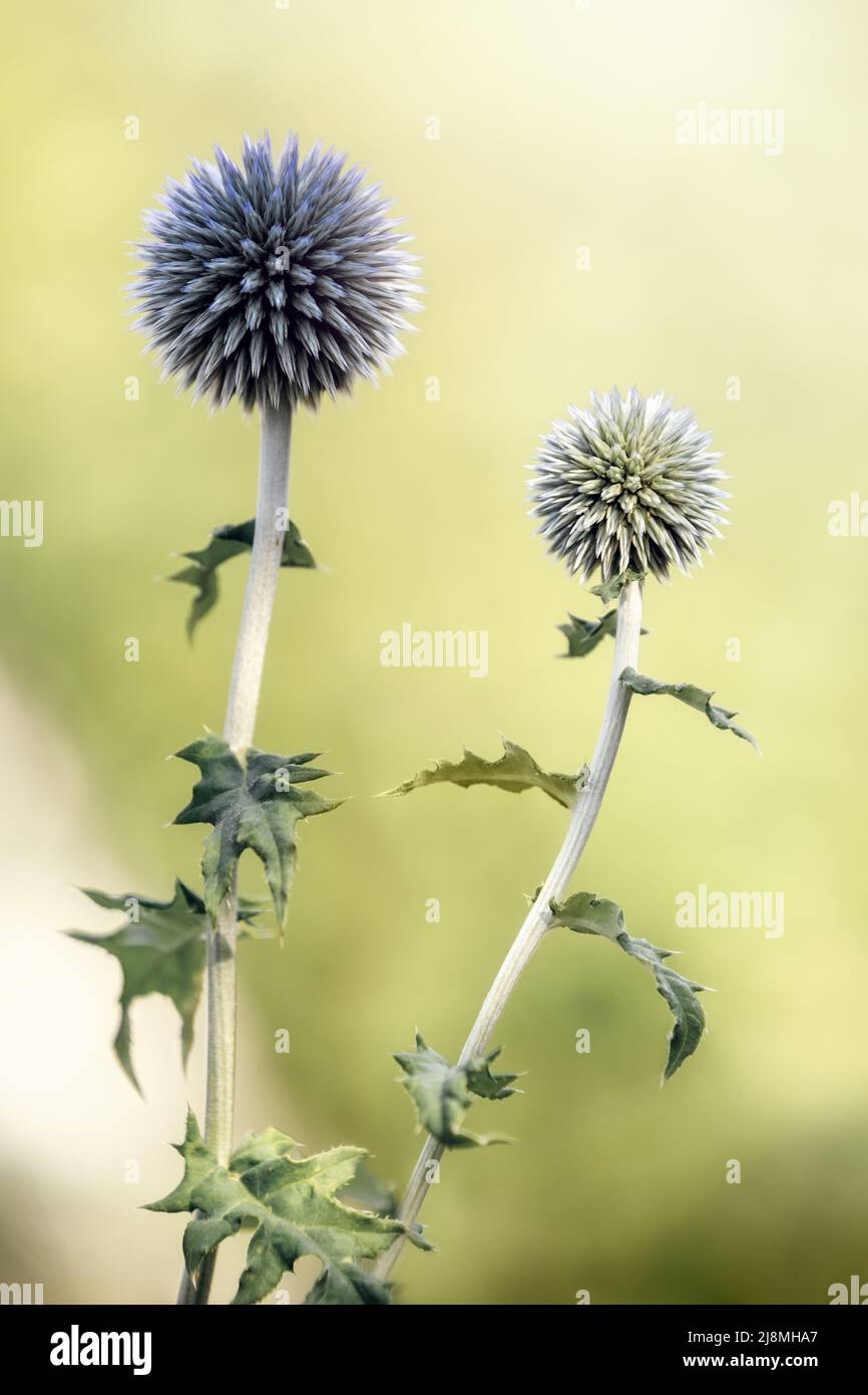 Nahaufnahme der summerblühenden blauen Stachelblumen von Sea Holly, auch bekannt als Eryngium Stockfoto